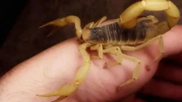 تفسير حلم وجود عقارب في المنزل يكشف عن وجود أذى محتمل من شخص مقرب