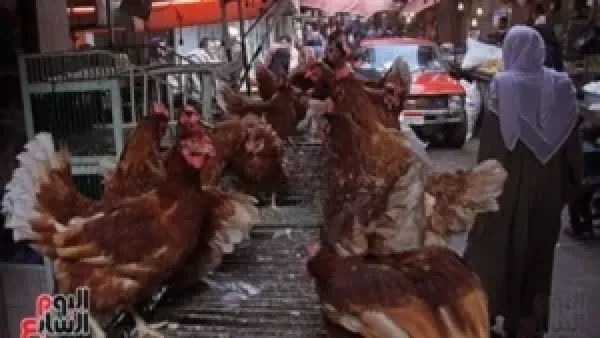 أسعار كيلو الفراخ في كفر الشيخ تتراجع وتؤثر على تكلفة المعيشة السبت 13 ديسمبر 2025