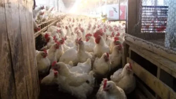 أسعار الدواجن والبيض تتراجع اليوم الأربعاء وتأثيرها على الأسواق المحلية