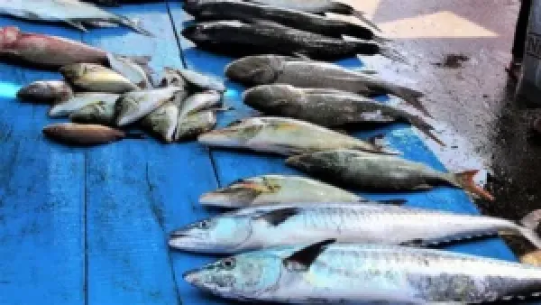 أسعار السمك اليوم الإثنين 15-12-2025: تقلبات تتأثر بالإنتاج والطلب المحلي
