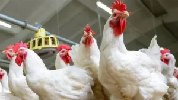 طمأن رئيس شعبة الدواجن: جميع الدواجن في الأسواق آمنة وصالحة للاستهلاك