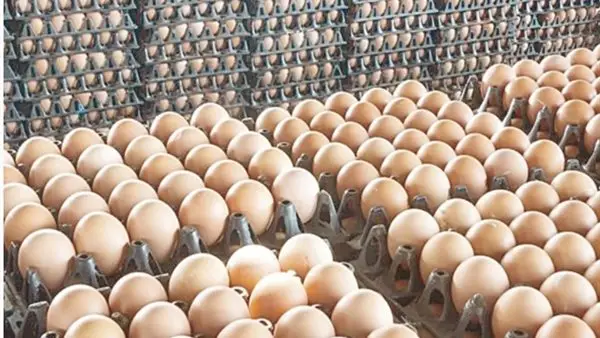 تحديثات الأسواق.. سعر كرتونة البيض للمستهلك في تعاملات الجمعة 26 ديسمبر