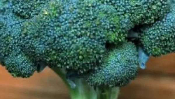 تناول البروكلي يومياً يطلق مركباً قوياً يُصلح تلف الخلايا ويعزز مناعتك.