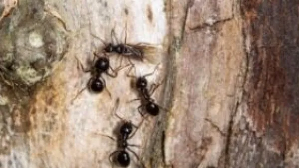 بذكاء فطري.. النمل يفرض "التباعد الاجتماعي" لحماية مستعمراته من تفشي الأمراض.