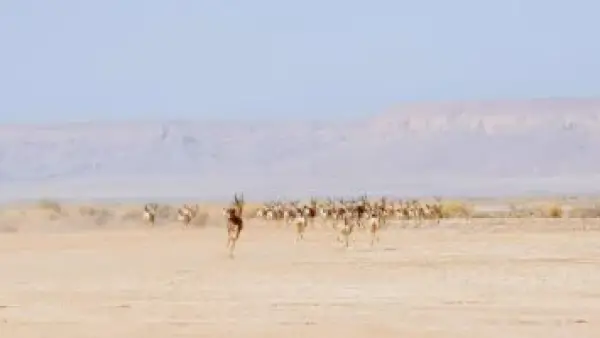 61 كائناً فطرياً.. السعودية تطلق أنواعاً نادرة داخل محمية الملك خالد الملكية