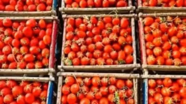 أسعار الخضروات والفاكهة بالغربية الأحد 14 ديسمبر 2025: ارتفاع طفيف في سعر الطماطم والأسواق المحلية