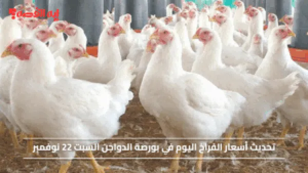 تحديث أسعار الفراخ اليوم في بورصة الدواجن السبت 22 نوفمبر 2025 بجميع أنواعها للمستهلكين