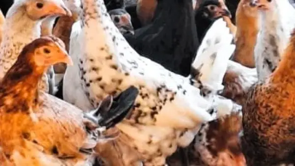 تحديث بورصة الدواجن.. سعر كيلو الفراخ البيضاء في أسواق القليوبية اليوم