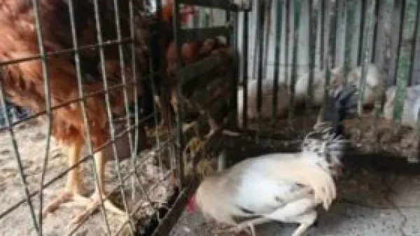 انخفاض ملحوظ في أسعار الفراخ البلدي بأسواق الإسكندرية اليوم.