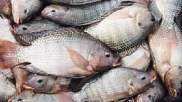 في منافذ الوادي الجديد.. أسعار الأسماك تتراجع والبلطي يسجل 25 جنيهًا للكيلو