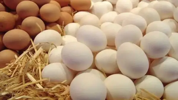 تحديثات الأسواق.. سعر كرتونة البيض داخل المزارع والمحلات خلال تعاملات السبت وتأثيرها على المستهلكين