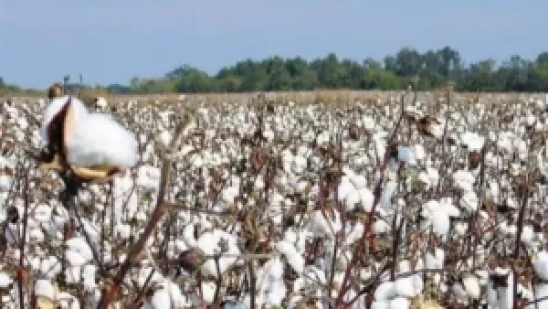 سعر قنطار القطن اليوم في مصر يشهد استقرارًا يؤثر على قرارات المزارعين والمصانع