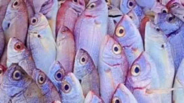 بعد وصول المرجان إلى 180 جنيهًا.. كيف تأثرت قائمة أسعار الأسماك الشعبية في مطروح؟