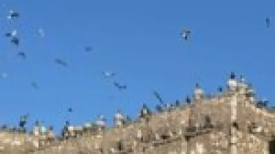 أبراج الحمام في صعيد مصر تحافظ على التراث الزراعي وتُعيد إحياء تقنيات البناء الطيني التقليدية