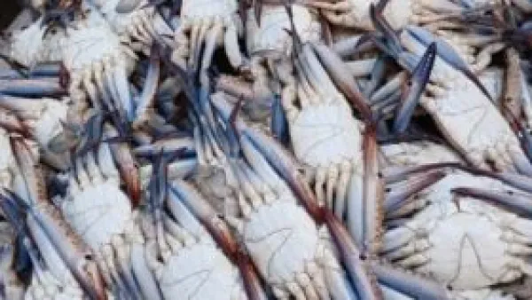 انخفاض أسعار الأسماك الشعبية بالإسكندرية يقابله صعود الجمبري والكابوريا