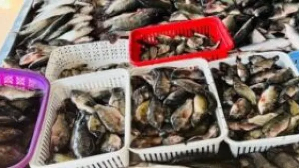 أسعار بلطي كفر الشيخ تسجل تذبذبًا يؤثر على سوق الأسماك المحلية الخميس 20 نوفمبر 2025