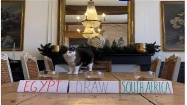 توقعات القط نيمبوس.. هل يواصل عراف أمم إفريقيا رحلة الانتصارات مع منتخب مصر؟