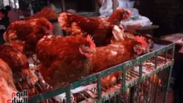 أسعار الدواجن والبط والرومي في أسواق بني سويف اليوم السبت تعكس اتجاهات الطلب والعرض