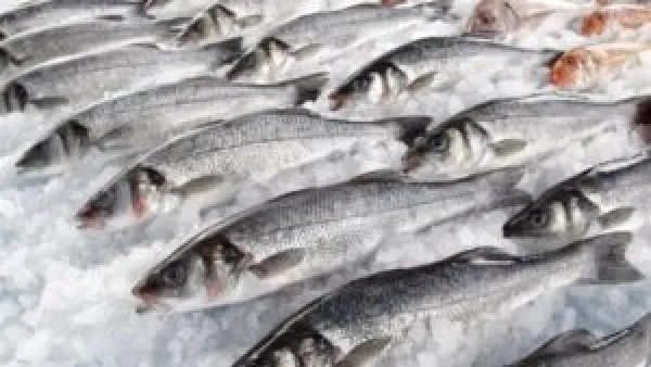 تغيرات أسعار السمك والجمبري في سوق العبور السبت 22 نوفمبر 2025 ودليل أفضل الأنواع