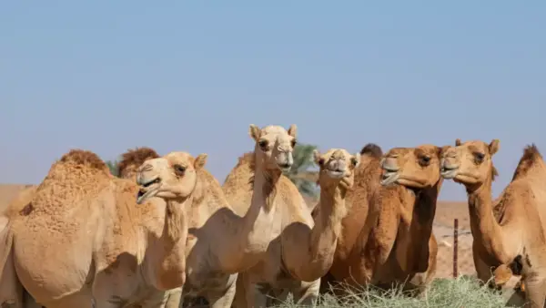 50 ألف ريال غرامة.. النيابة السعودية تقرر عقوبات مشددة ضد إهمال الحيوانات الأليفة