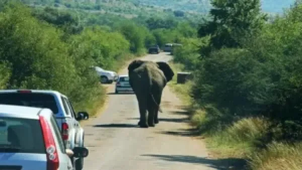 مصرع 7 أفيال تحت عجلات القطار في الهند يكشف تحديات سلامة الحياة البرية على السكك الحديدية