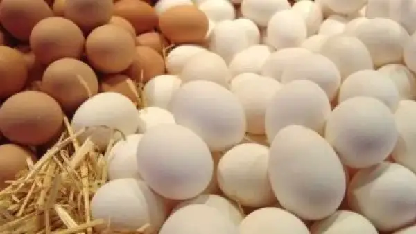 70 جنيها للكيلو.. تراجع أسعار الدواجن البيضاء اليوم في أسواق كفر الشيخ