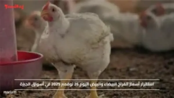 استقرار أسعار الفراخ البيضاء والبيض اليوم 26 نوفمبر 2025 في أسواق الجيزة