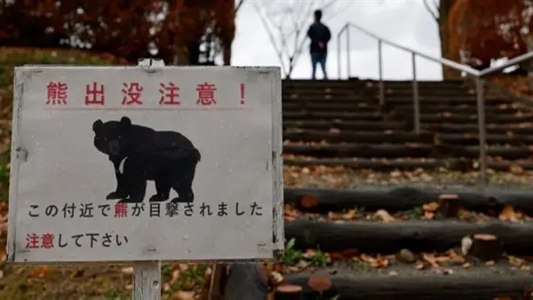 سكان اليابان في خطر.. هجمات الدببة السوداء تثير الرعب بمواجهات مباشرة متكررة
