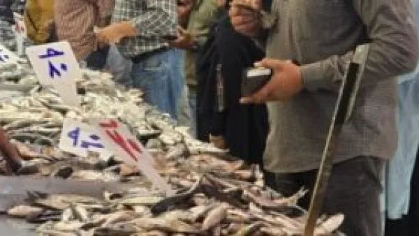 استقرار أسعار الأسماك في دمياط اليوم يبدأ من 30 جنيهًا بمختلف الأنواع