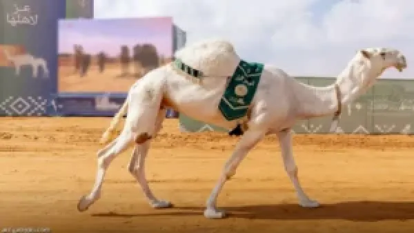 النهدي يحقق إنجازاً تاريخياً بحصد 5 مراكز متتالية في مهرجان الملك عبد العزيز للإبل