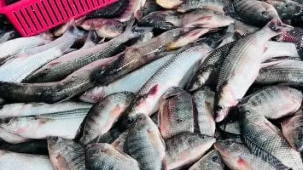 البلطي بـ 60 جنيهًا.. تحديث أسعار الأسماك في أسواق كفر الشيخ اليوم الإثنين