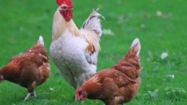 سعر الفراخ البيضاء يثبت في الأسواق المصرية بعد تراجع متواصل