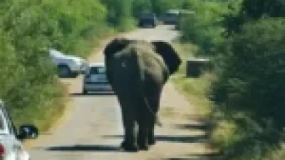 مصرع 7 أفيال تحت عجلات القطار في الهند يكشف تحديات سلامة الحياة البرية على السكك الحديدية