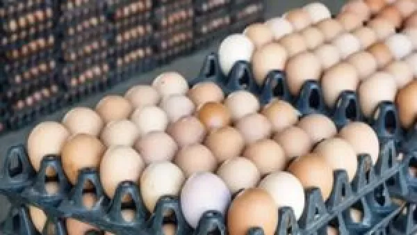 انخفاض سعر كرتونة البيض في الأسواق المصرية اليوم الجمعة