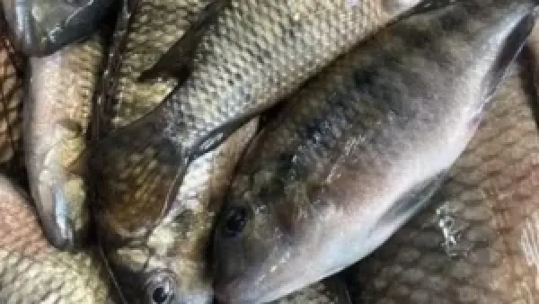 أسعار السمك في سوق العبور تتوازن اليوم مع استقرار غالبية الأصناف وتفاوت محدود بين الأنواع