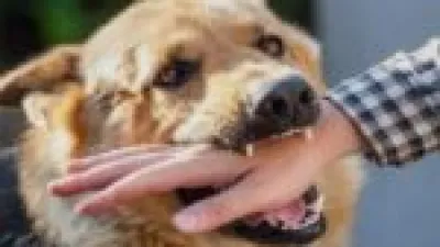 فاجعة في بغداد.. وفاة شاب عراقي جراء أعراض مفاجئة بعد عضة كلب محزنـة