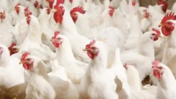 أسعار الفراخ البيضاء تستقر في بورصة الدواجن المصرية الأربعاء 26 نوفمبر 2025