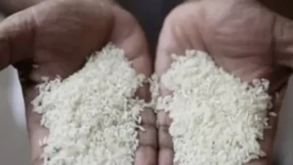 أسعار الأرز الشعير في الأسواق المصرية تتراجع وتستقر اليوم 26 نوفمبر 2025