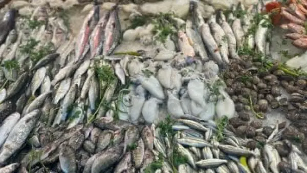 خصومات الكريسماس.. تراجع ملحوظ في أسعار الأسماك والجمبري داخل الأسواق المصرية