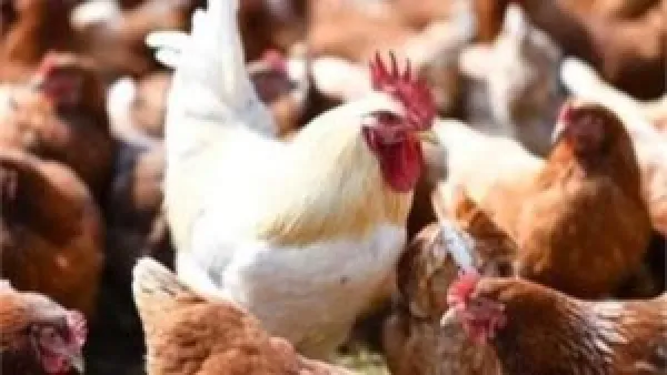 أسعار الدواجن والبيض تنخفض اليوم الجمعة 21-11-2025 بسبب تراجع الطلب في الأسواق