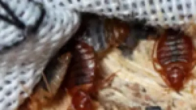 بأوراق اللافندر.. طريقة سحرية للتخلص من بق الفراش في منزلك ليلاً