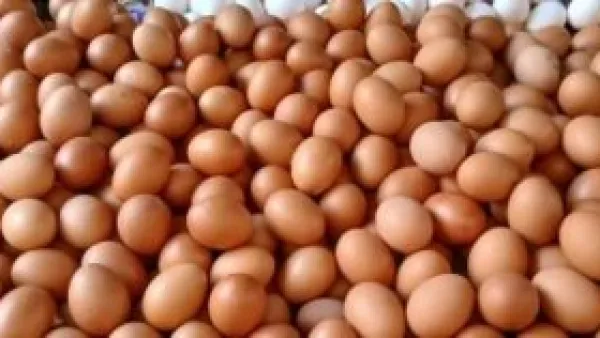 بعد موجة الغلاء.. على كم استقر سعر طبق البيض في أسواق سوهاج اليوم؟