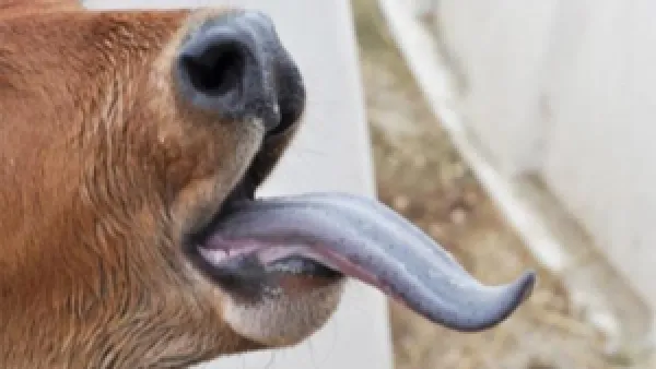 فيروس اللسان الأزرق يهدد الثروة الحيوانية بمخاطر قاتلة ومستوى المخاطر على الإنسان يبقى محدوداً