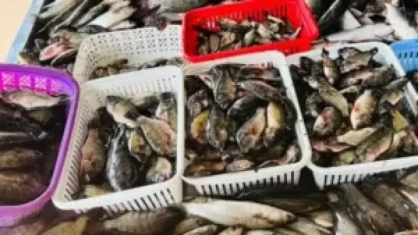 أسعار البلطي وأسواق الأسماك في كفر الشيخ تحدد خيارات المستهلكين الخميس 18 ديسمبر 2025