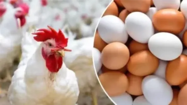 كرتونة البيض تفقد 50 جنيهًا.. تراجع جماعي يضرب أسعار الدواجن في الأسواق