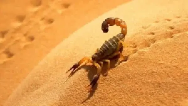 نصائح عملية لمواليد برج العقرب لتعزيز حظوظهم في اليوم وتأثيرها على حياتهم المهنية والعاطفية والصحية