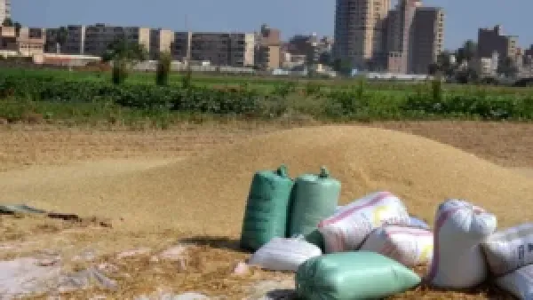 أسعار الأرز والشعير تنخفض اليوم الخميس 27-11-2025 بسبب تراجع الطلب في السوق السعودي