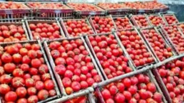 انفراجة في الأسواق.. هبوط كبير في أسعار الخضروات والطماطم تسجل أدنى مستوى لها ببني سويف.