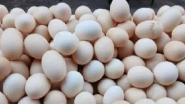 أسعار البيض في سوهاج تصل إلى 4.17 جنيه مع استقرار أسعار البقوليات اليوم السبت