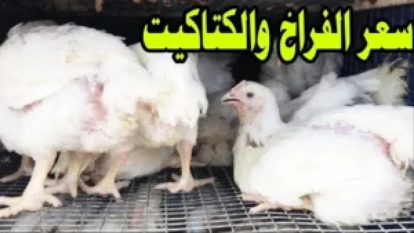 يترى في الطالع ولا النازل!.. أسعار الفراخ البيضاء اليوم الأحد 30 نوفمبر 2025 في بورصة الدواجن والأسواق المحلية